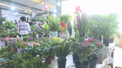 甘州 花卉市場(chǎng)年味濃 走親訪友新時(shí)尚