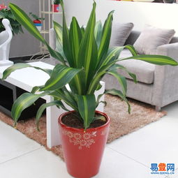 東城東直門易登網(wǎng)禮品花卉銷售 專業(yè)綠植服務(wù)，點(diǎn)亮城市生活